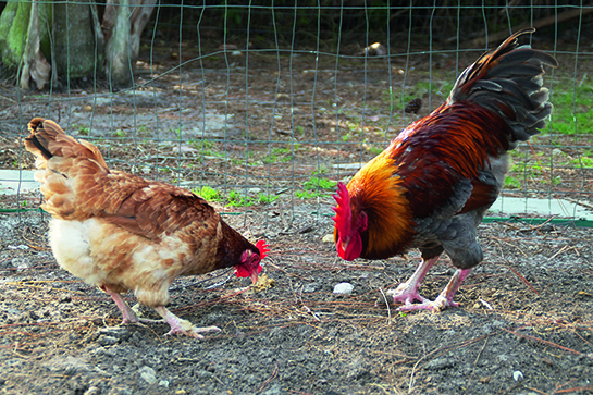 Les poules au secours du tri