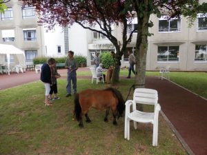 L’éco-pâturage ou comment allier gestion écologique des espaces verts et soins à la personne